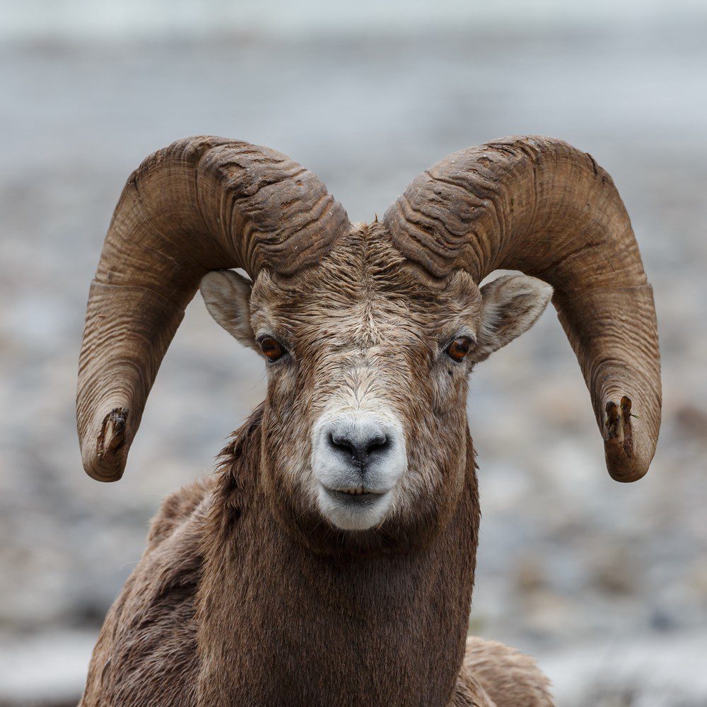 Bighorn Sheep Banff