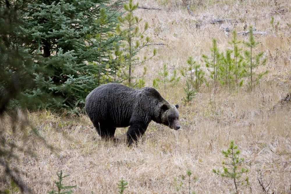 Wild Grizzly Bear Banff