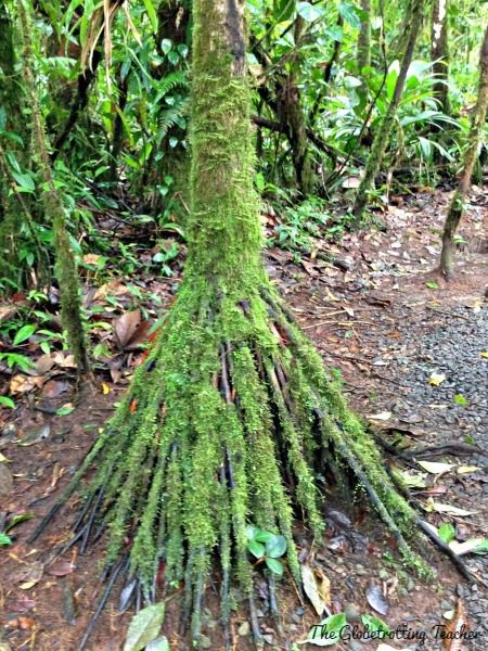A "Walking" Palm Tree in the rain forest. This tree "moves" up to 1 meter a month in search of more sunlight among the forest canopy by growing new roots and letting other ones die.