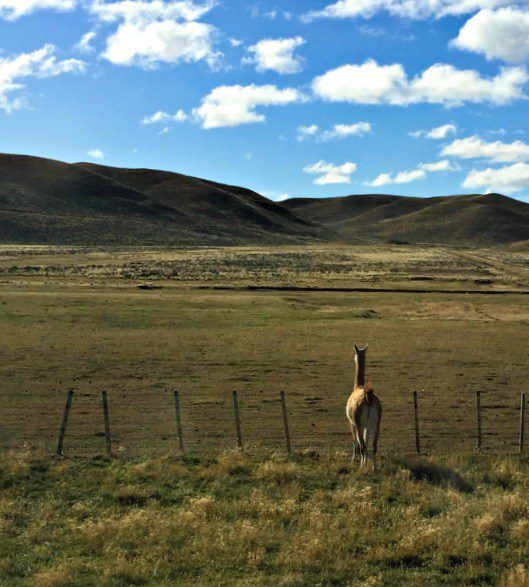 Even the guanacos take time to admire the scenery!