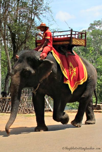 Trekking Elephant in Cambodia