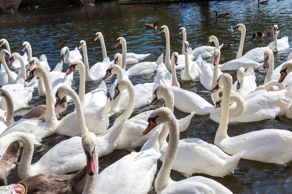 Swans in the river in Stratford-upon-Avon