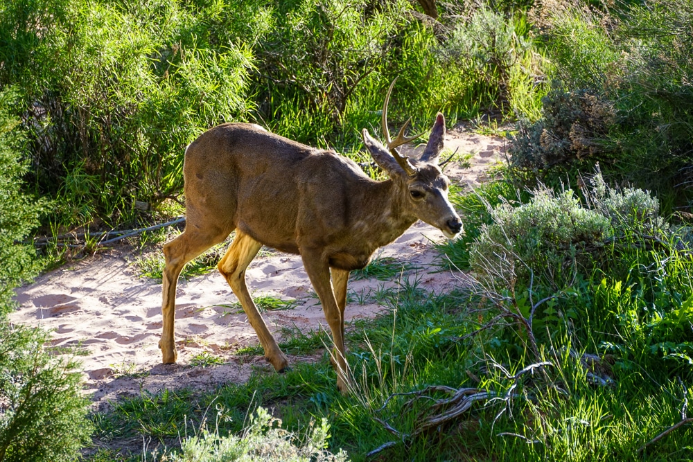 deer in the bushes and trees at Zion National Park Utah