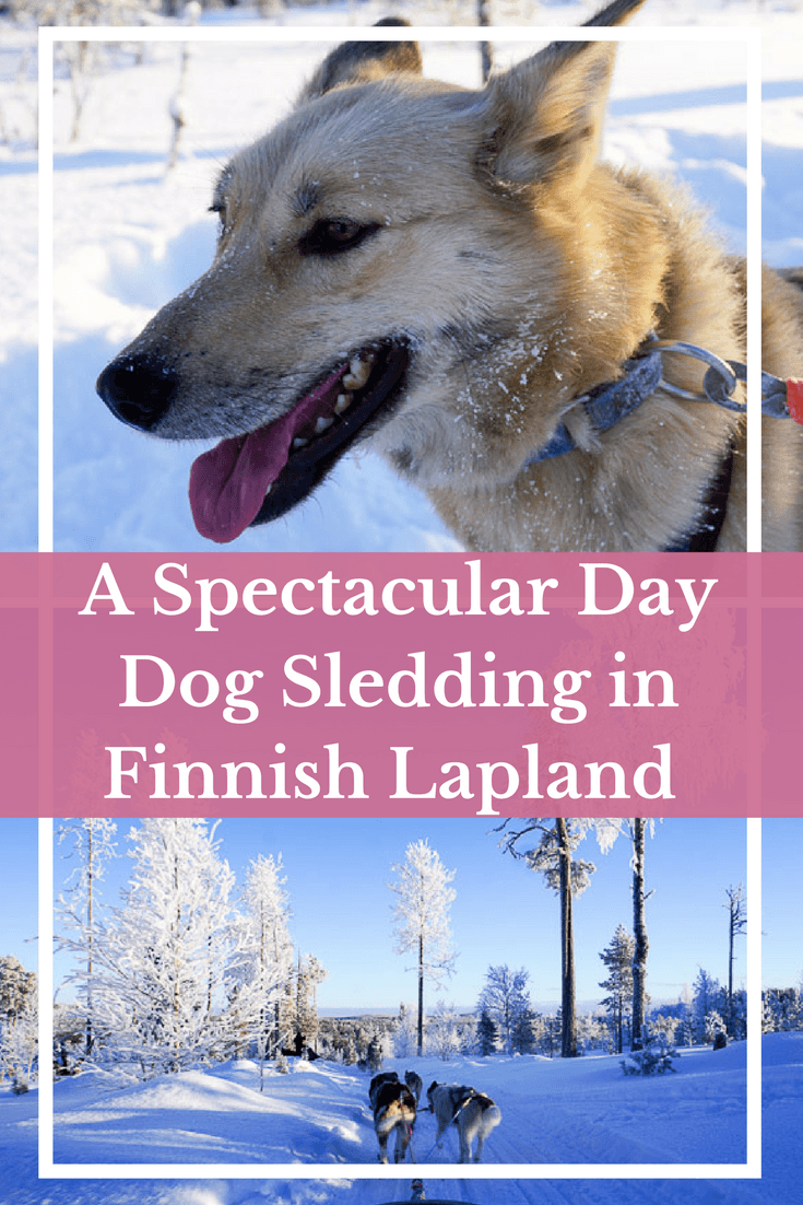 A Spectacular Day Dog Sledding in Finnish Lapland with Bearhill Husky