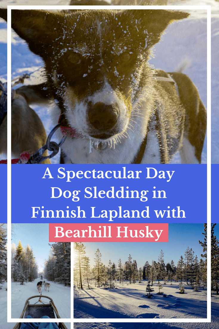 Dog Sledding in Finnish Lapland with Bearhill Husky
