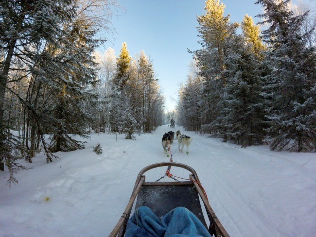 dog sledding in Finnish Lapland