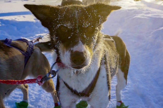 Finnish Lapland Dog Sledding