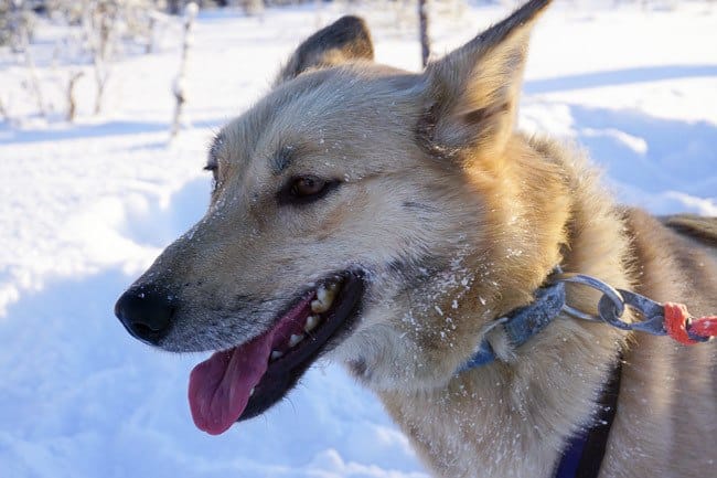Dog Sledding in Finnish Lapland