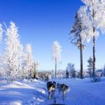 A Spectacular Day Dog Sledding in Finnish Lapland with Bearhill Husky