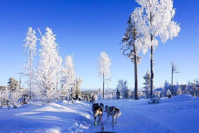 Dog Sledding in Finnish Lapland