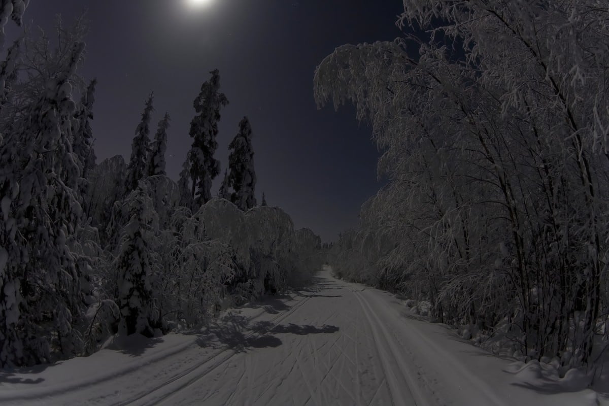 dark snow covered forest in Finland
