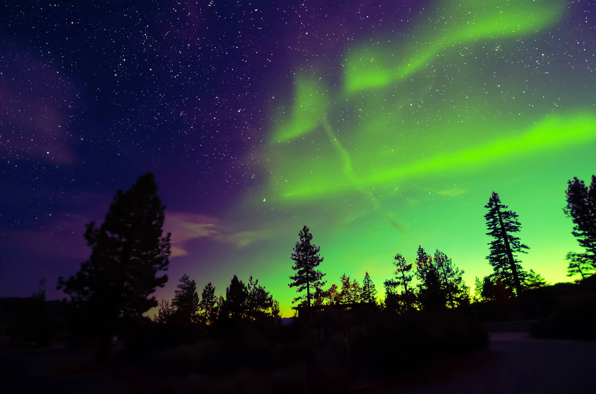 northern lights over an evergreen forest in finland