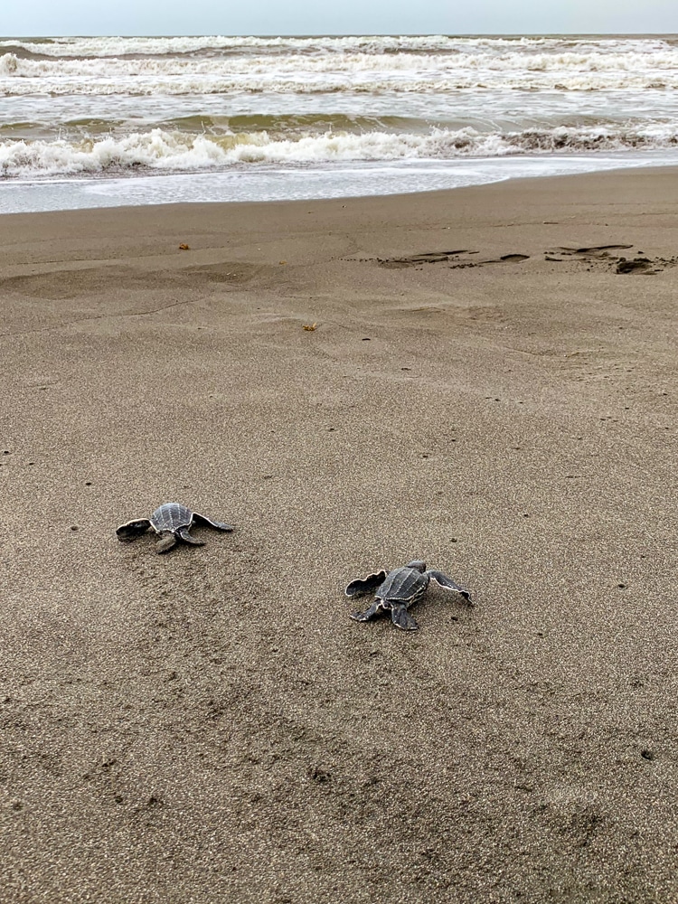 2 baby turtles on the beach heading to the ocean in Costa Rica