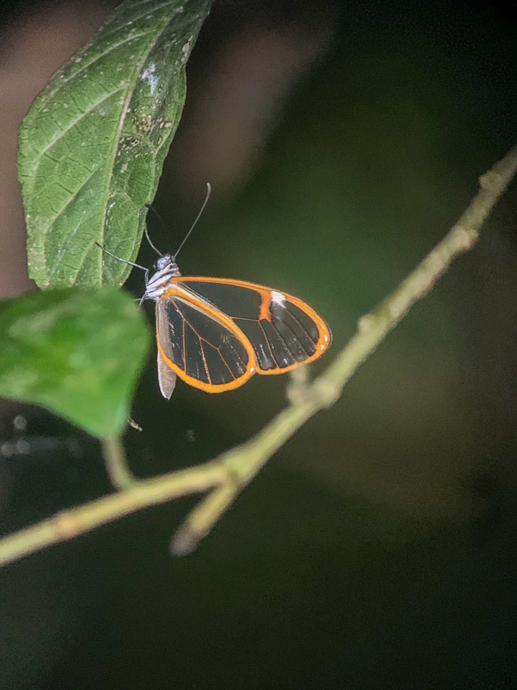 Butterfly with orange ringed wings in Costa Rica