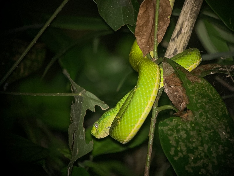 Pit Viper Snake in a tree at night in Costa Rica