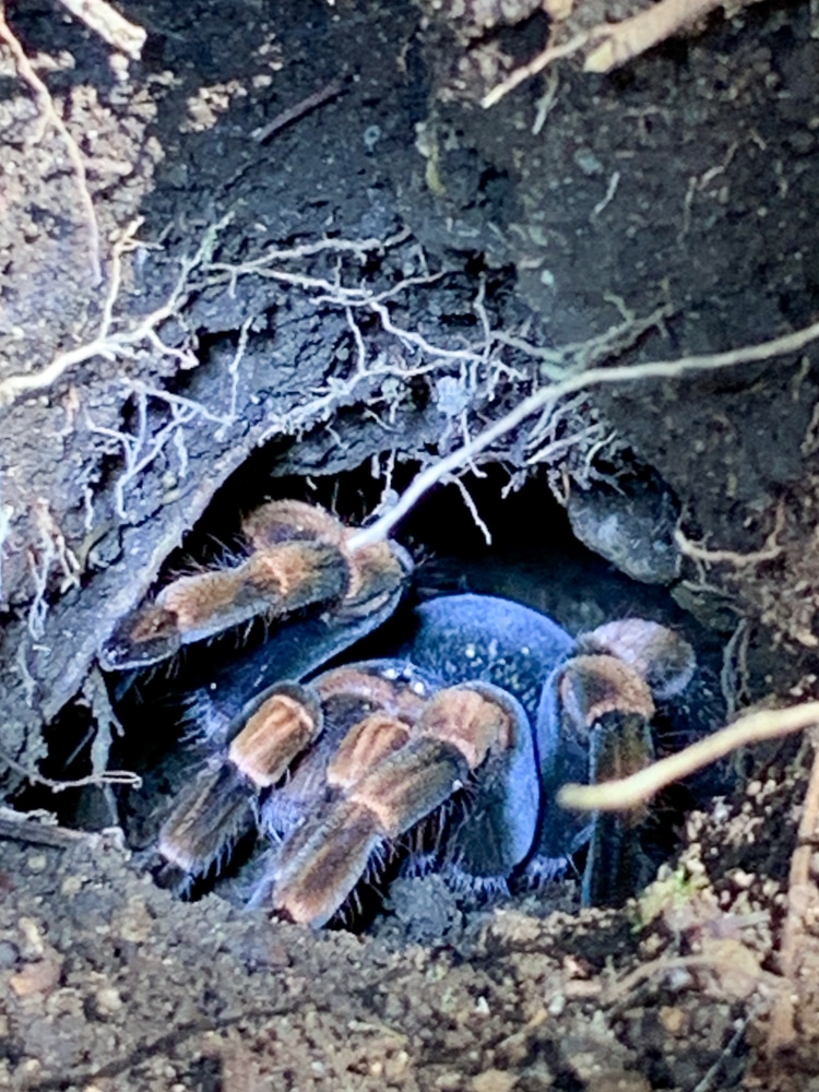 tarantula in Costa Rica