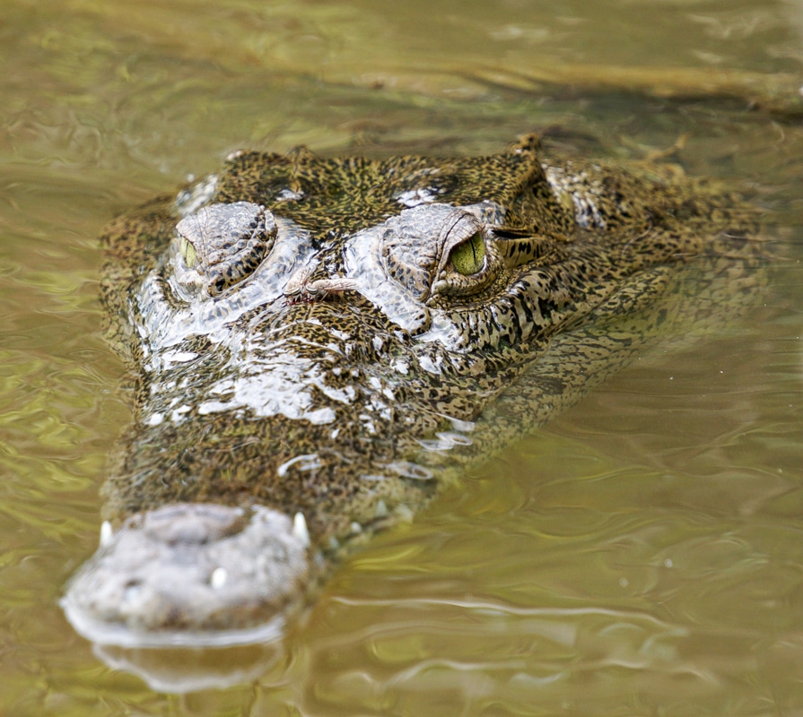 Caiman with its head just above the water in Costa Rica