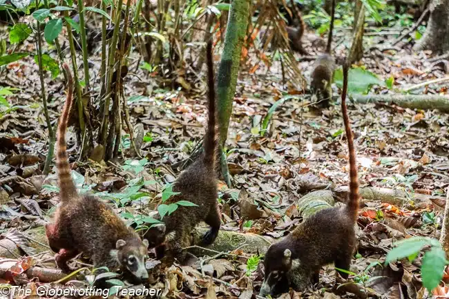 Osa Peninsula Costa RIca