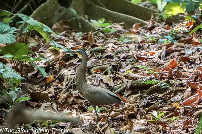 Osa Peninsula Costa RIca