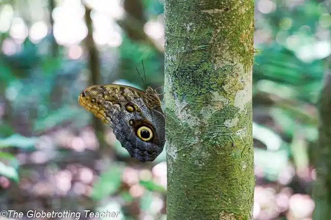 Osa Peninsula Costa RIca