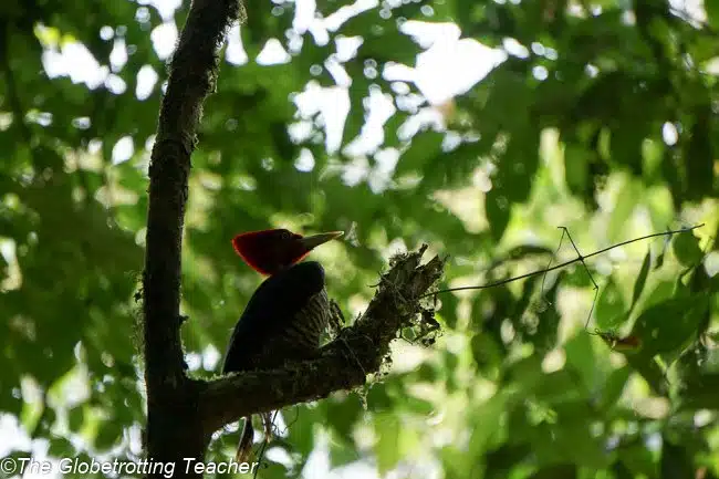 Osa Peninsula Costa RIca