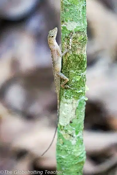 Osa Peninsula Costa RIca