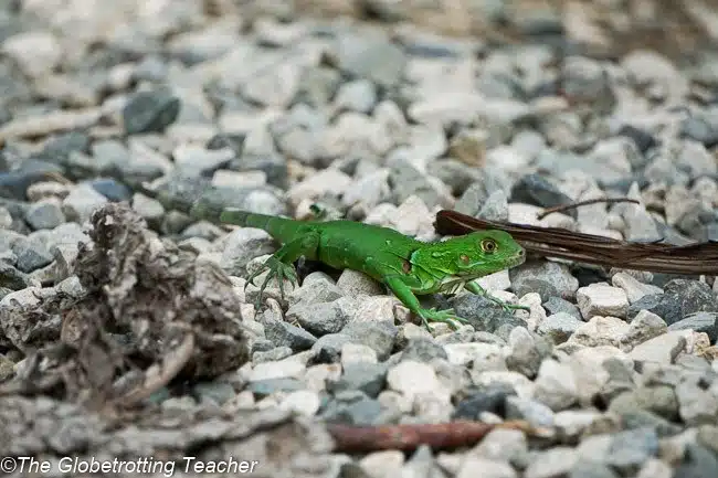 Osa Peninsula Costa RIca
