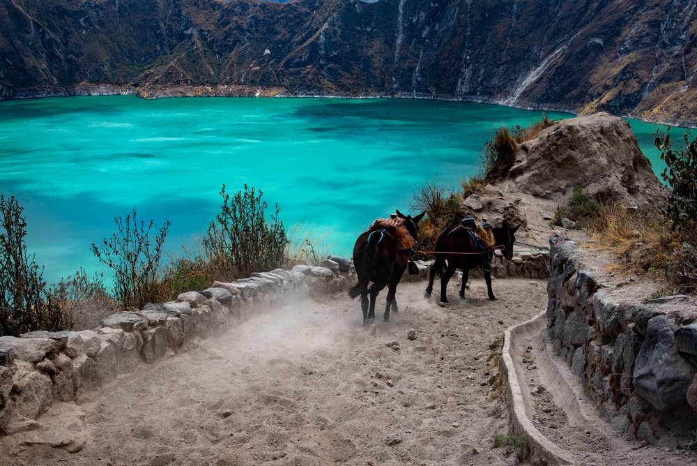 Mules on a path down to Quilotoa Lake on a day trip from Quito Ecuador