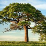 The 25 Best Family Tree Gifts for Travelers who Love Genealogy