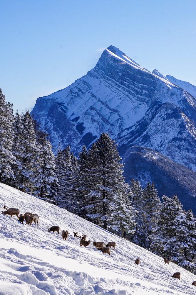 Mount Norquay Lookout at Banff National Park. Bighorn sheep on the hill with the mountain in the background in winter