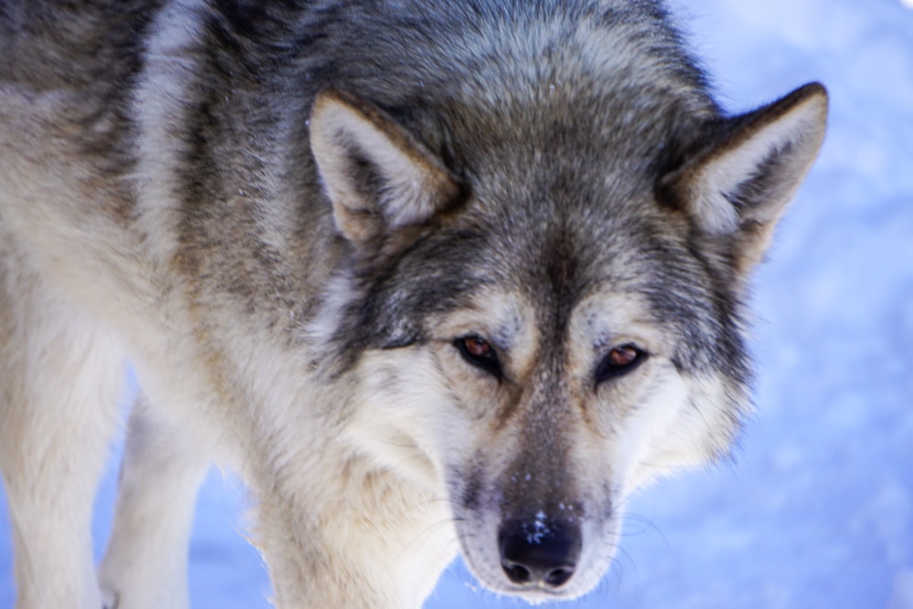 a wolfdog at Yamnuska Wolfdog sanctuary up close in Banff in winter