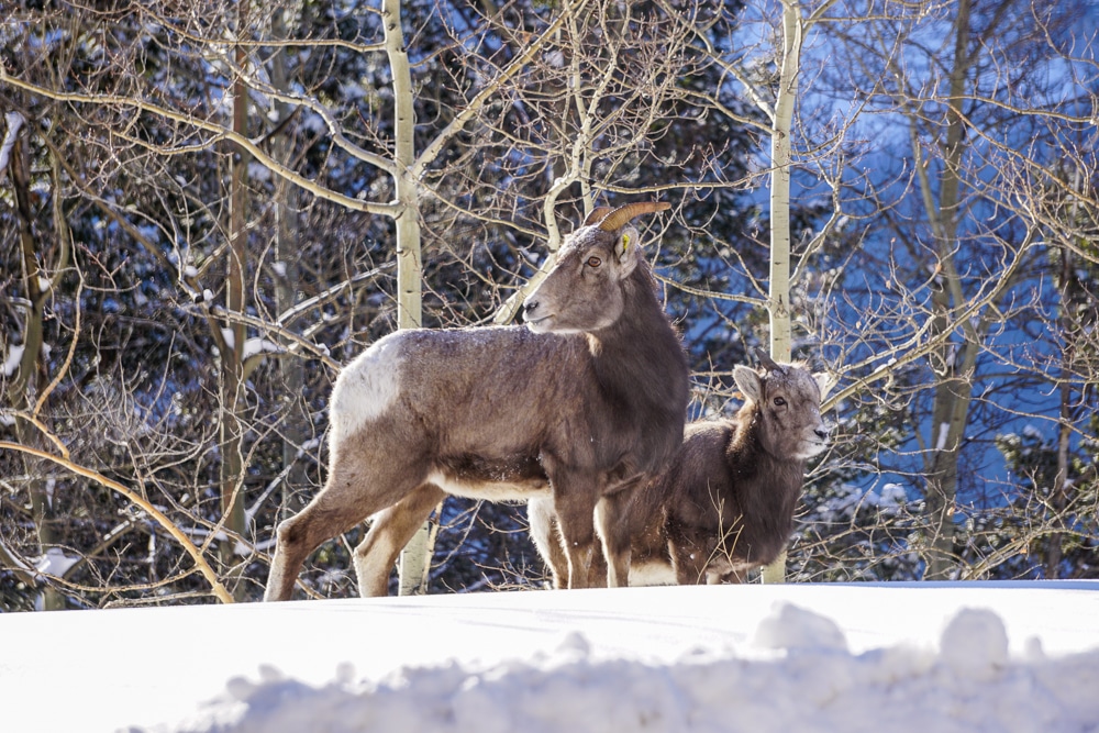 two Bighorn sheep in Banff National Park in Canada in winter