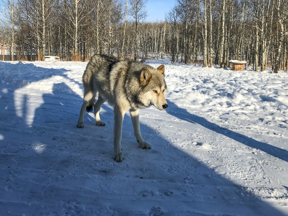 Yamnuska Wolfdog Sanctuary standing in the snow
