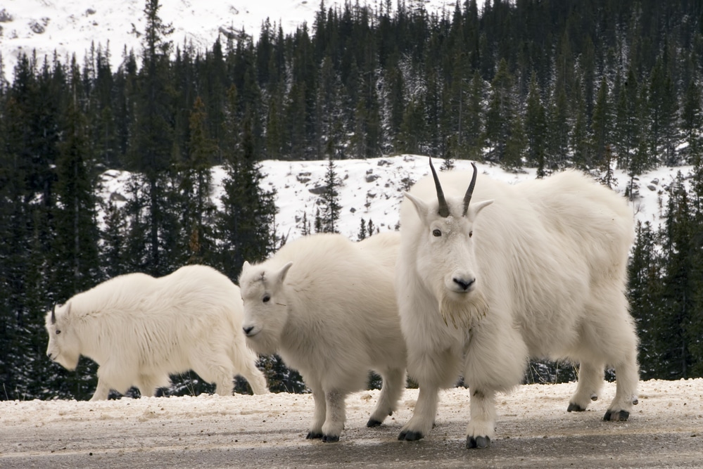 White mountain goats at Jasper National Park in the Canadian Rockies in winter