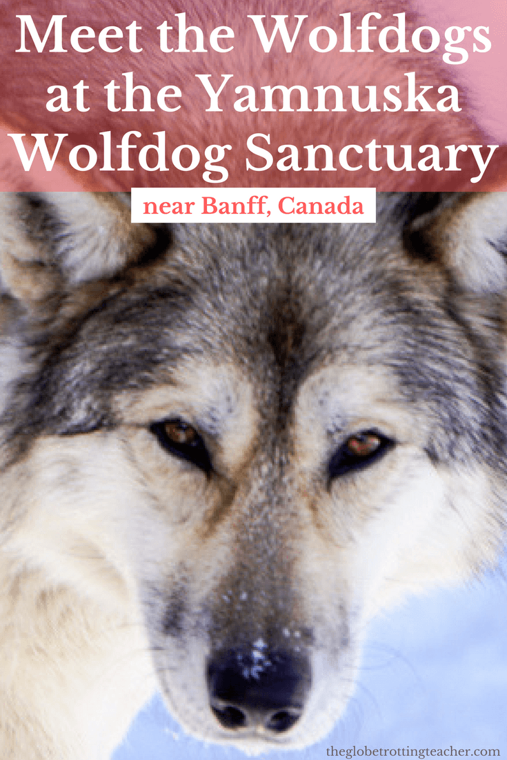 Meet the Wolfdogs at the Yamnuska Wolfdog Sanctuary near Banff Canada