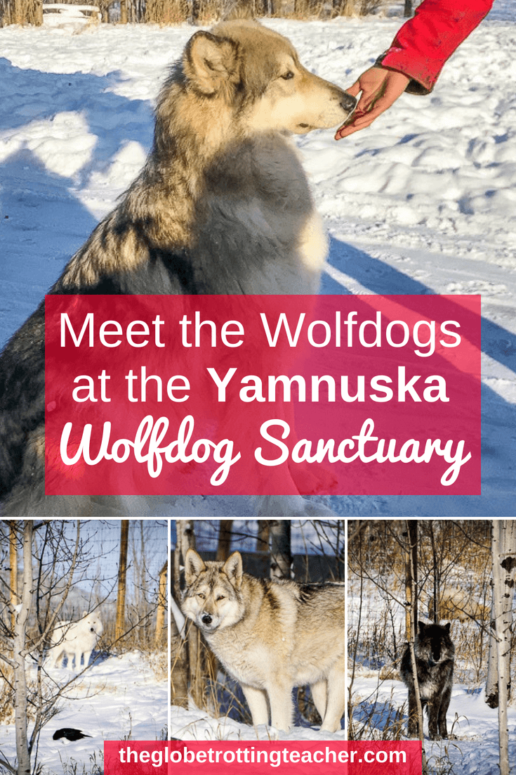 Meet the Wolfdogs at the Yamnuska Wolfdog Sanctuary
