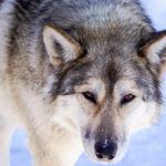 Meet the Wolfdogs at the Yamnuska Wolfdog Sanctuary