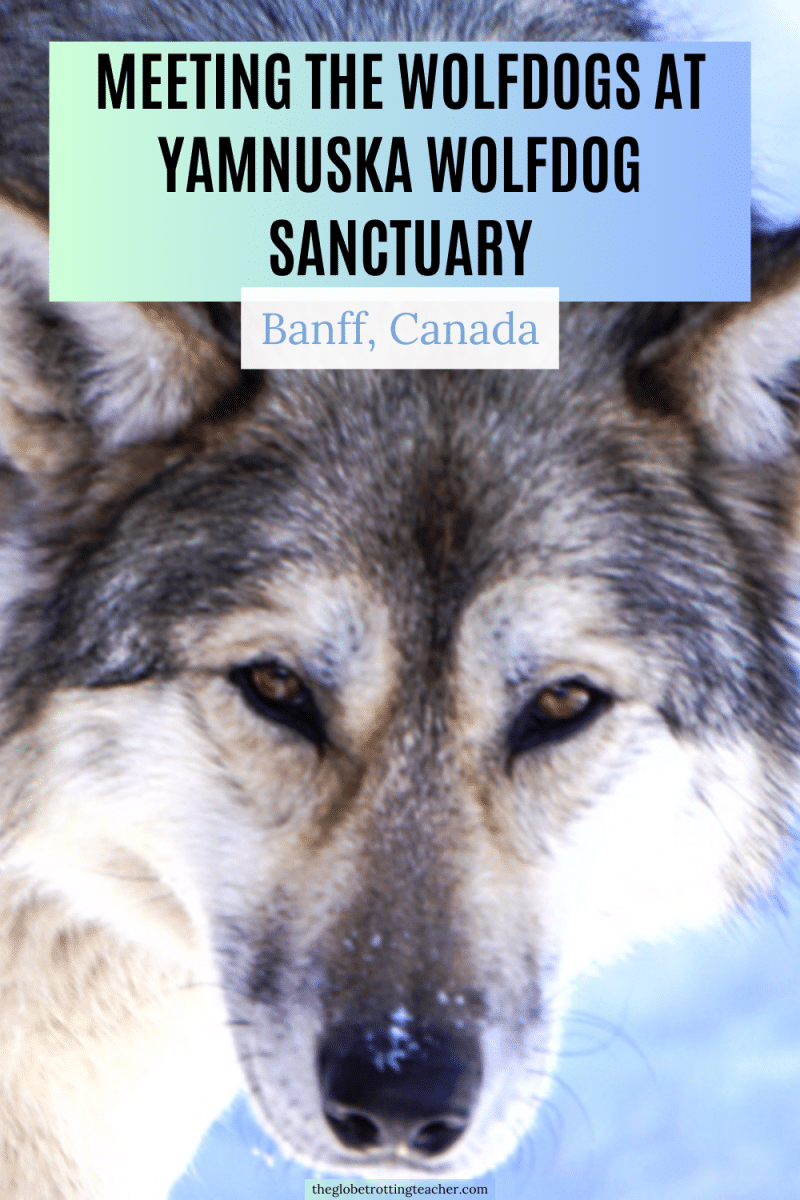 Yamnuska Wolfdog Sanctuary Pinterest Pin with wolfdog face and text overlay of the title.