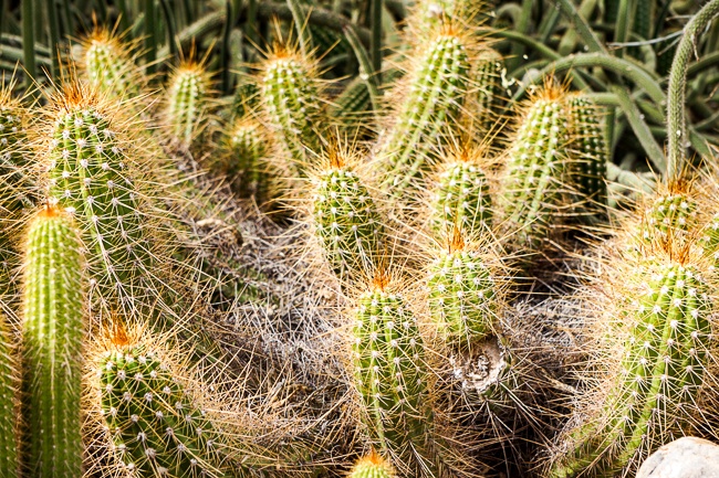 Tempe Arizona Cactus