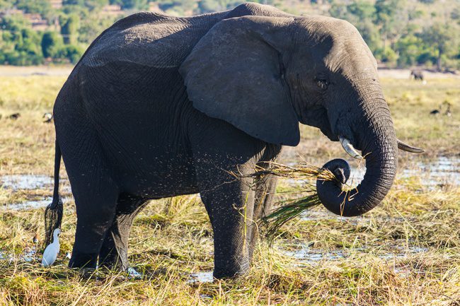 Intrepid Tours Botswana Chobe National Park Elephant