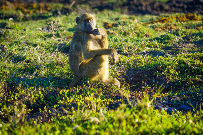 Intrepid Travel Reviews Okavango Experience Tour A baboon in Botswana Chobe NP