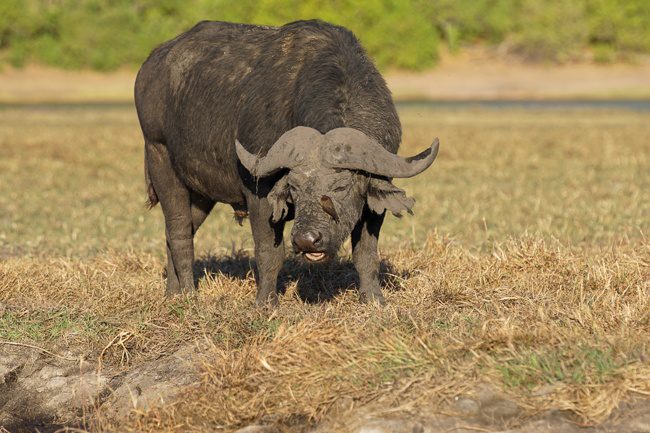 Intrepid travel Africa Botswana Chobe National Park Buffalo