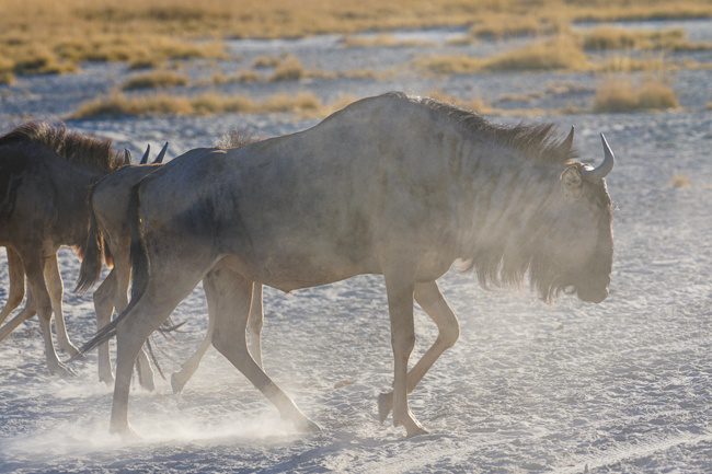 Intrepid Africa Botswana Nata Salt Pans Wildebeest