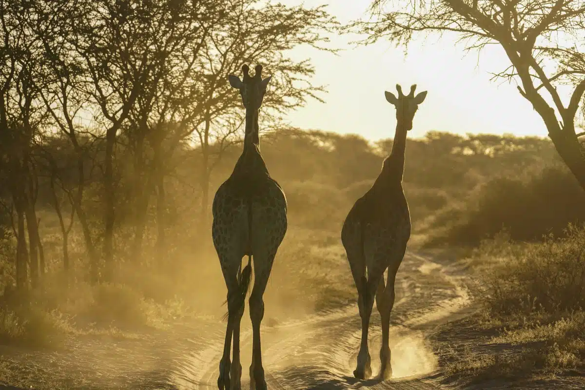 Botswana Giraffes walking