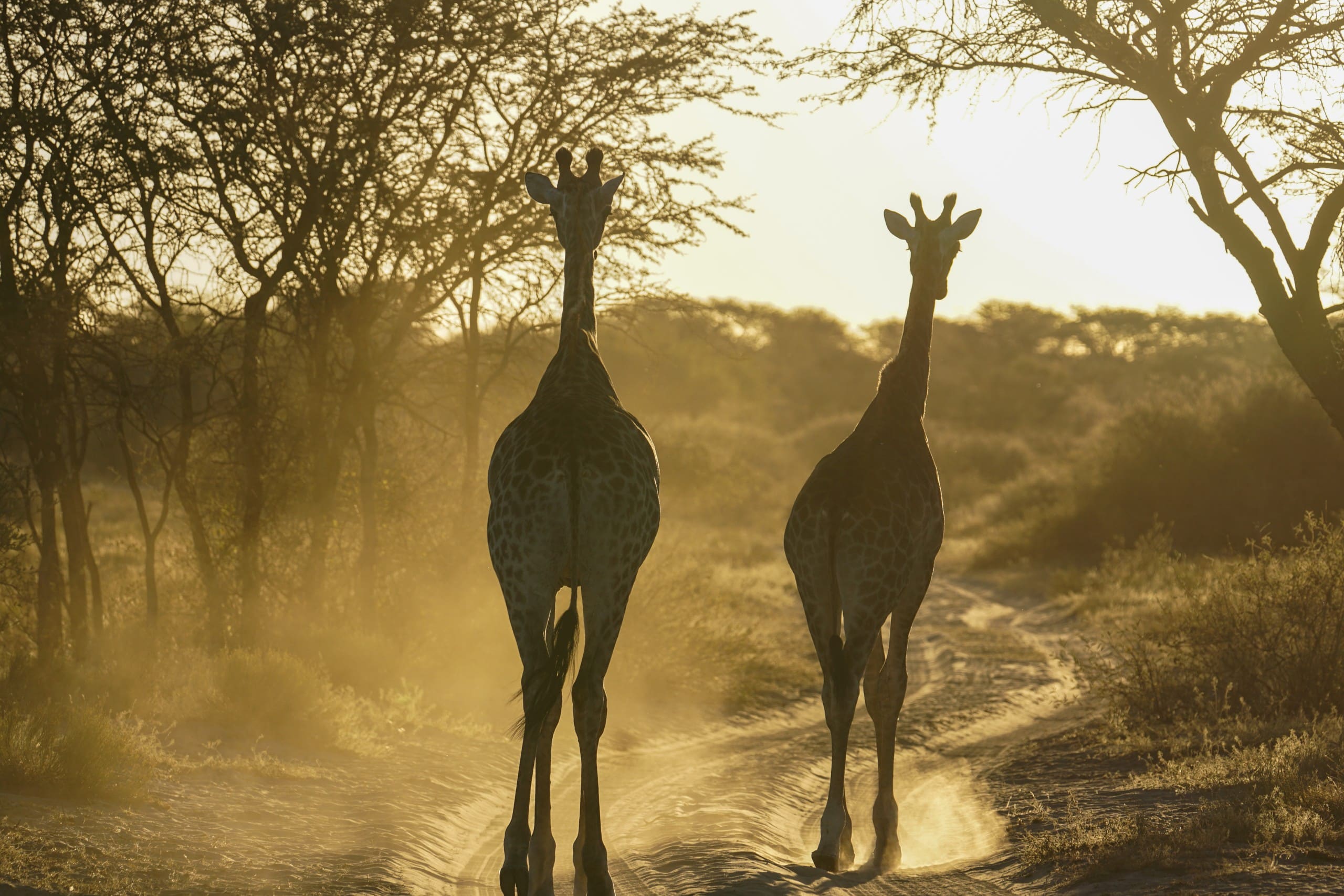 Botswana Giraffes walking