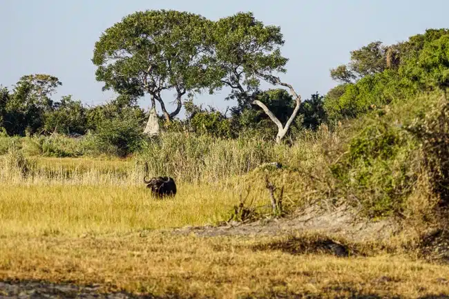 Okavango Delta Buffalo