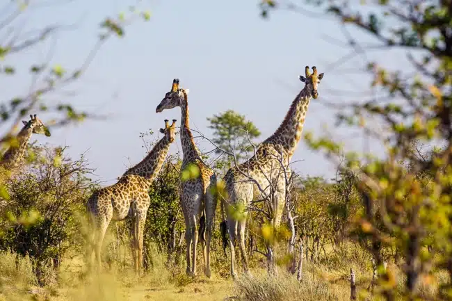 Okavango Delta tours walking safari giraffes