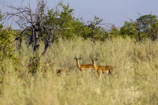 Intrepid Travel Africa Okavango Delta