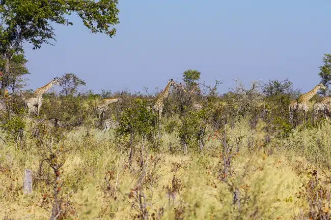 Intrepid Travel Africa Okavango Delta giraffes and zebras
