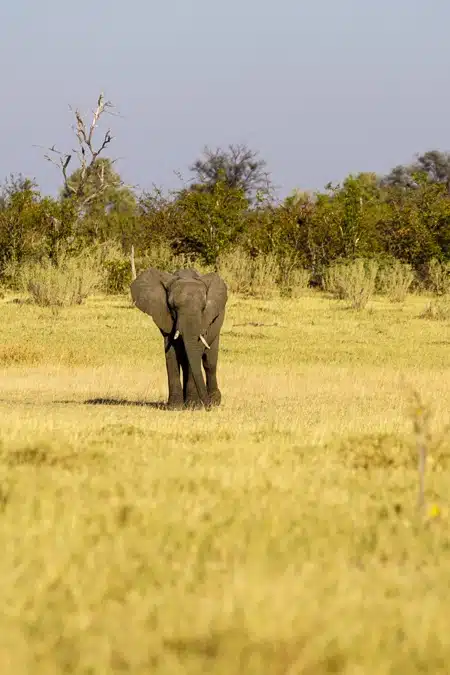 Intrepid Africa Safari Elephant